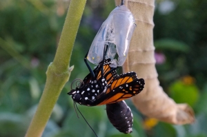 monarch-emerging-from-chrysalis2