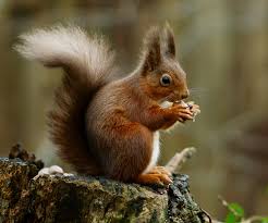 red squirrel too